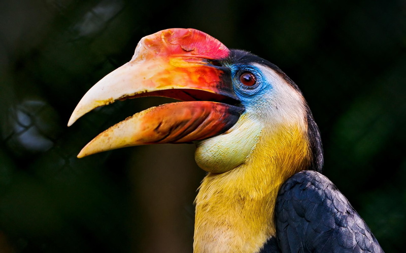 hornbill, 1080P, nature, animals, bird, colorful