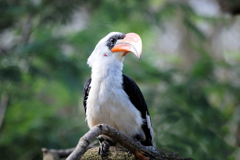 looking, rainforest, animal Eye, endangered Species, mouth open, animal, beak, close-up, animal Head, bird, white, africa, focus on foreground, black, vertebrate