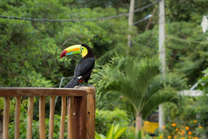 wooden post, animal wildlife, colombia, beak, plant, minca, one animal, animals in the wild, bird, green color, wood - material, day, 2K, hornbill, vertebrate