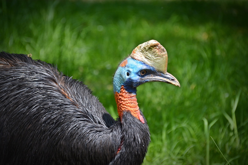 nature, animal, animals in the wild, mammal, flightless bird, wildlife, focus on foreground, animal wildlife, side view, animal themes, feather, bird, no people