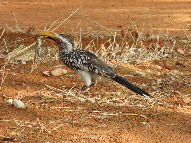 day, zoology, full length, nature, toko, hornbill, arid climate, tree, yellow-billed toko, animals in the wild, animal themes, no people, 4K, field, animal