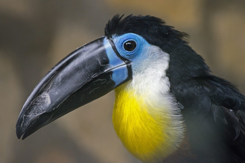 feather, animal, profile view, close, avian, vertebrate, exotic, animals in the wild, daylight, head, yellow, no people, focus on foreground, outdoors