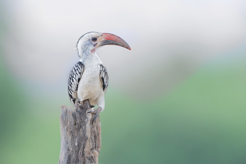 nature, 2K, Red Billed Hornbill, bird