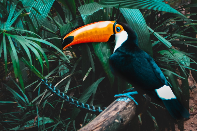 vertebrate, bromelia, sabana, plant, no people, perching, one animal, animal, pava pintada, beak, africa, water, hornbill, pava, leaf, close-up, animal wildlife