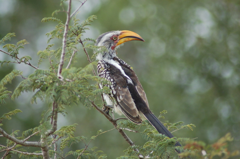 branch, nature, plant, birding, outdoors, perching, animals in the wild, no people, animal themes, hornbill, one animal, beauty in nature, vertebrate, day