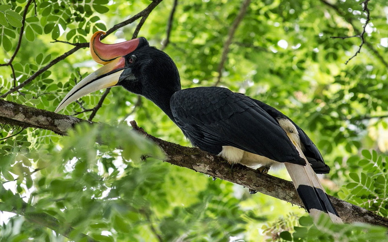 vertebrate, green color, animal, nature, no people, day, beak, animal themes, tree, 4K, bird, plant part, plant, animals in the wild, hornbill, one animal