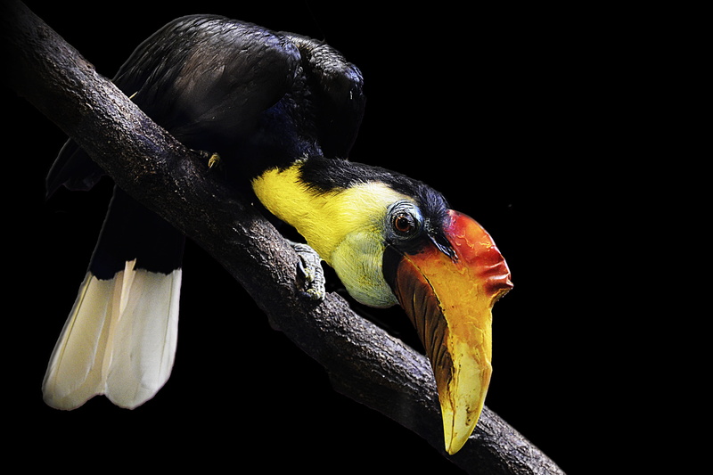 focus, animal world, animals in the wild, yellow, parrot, malaysia, indonesia, sit, bird, no people, wrinkled hornbill, branch, perching, black background