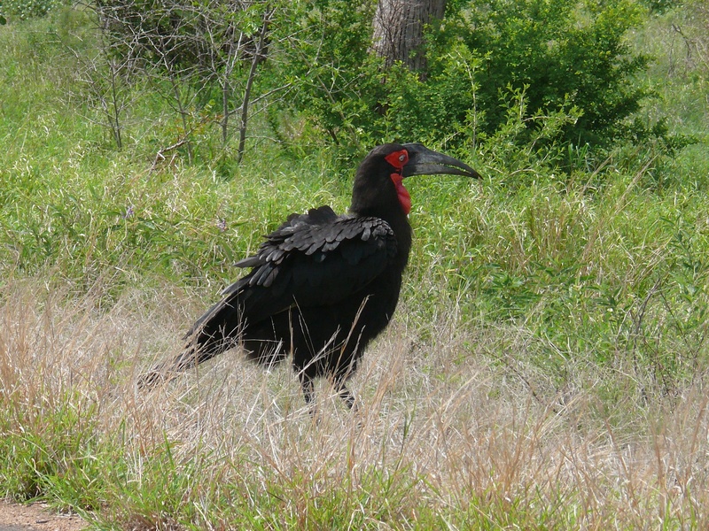 2K, day, animal, grass, rare, plant, kruger national park, black color, one animal, no people, growth, perching, south africa, animal wildlife, field