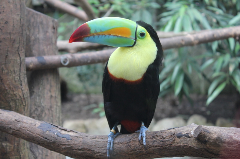 colorful, nature, tropical bird, black, vertebrate, branch, hornbill, beak, macro, animals in the wild, shot, no people, toucan, wood - material, animal head