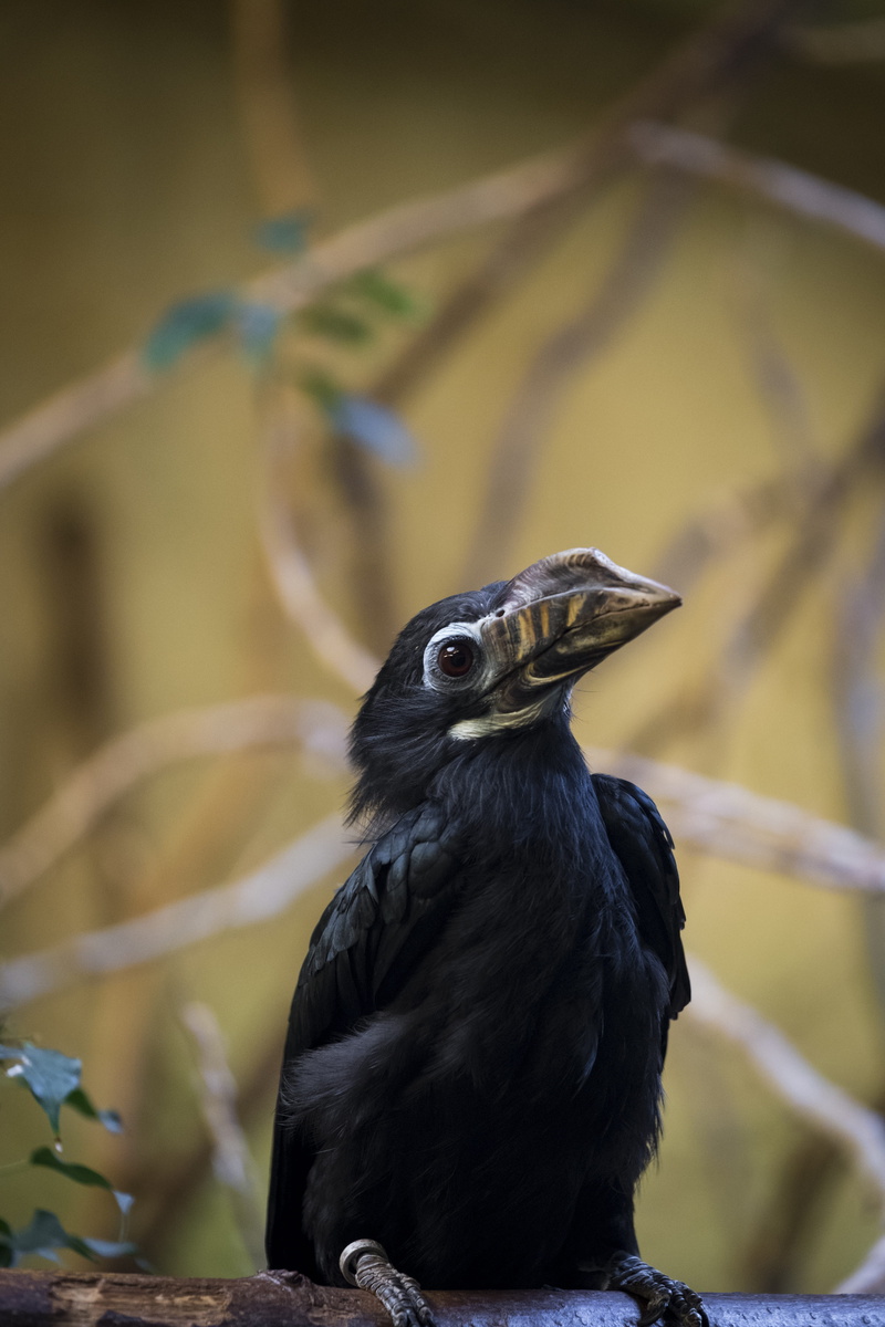 looking away, hornbill, animal themes, animal wildlife, philippines, animals in the wild, beak, no people, 5K, outdoors, focus on foreground, blackbird