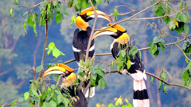 Animal, Tree, Branch, Birds, 1080P, Hornbill, Bird, Rhinoceros Hornbill