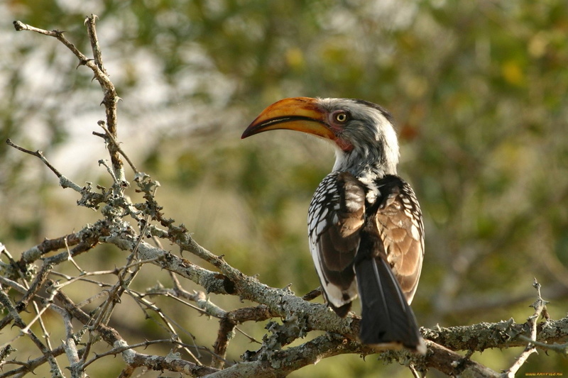 Birds, Red-billed Hornbill, 1080P