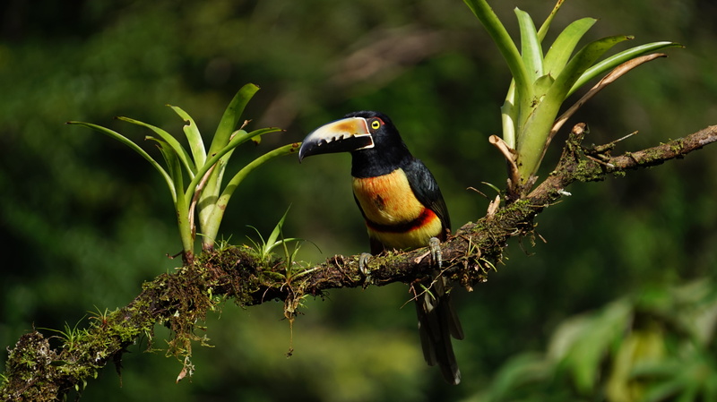 hornbill, focus on foreground, tropical Rainforest, forest, animal, profile view, collard araceri, branch, one animal, beak, costa rica, animal themes