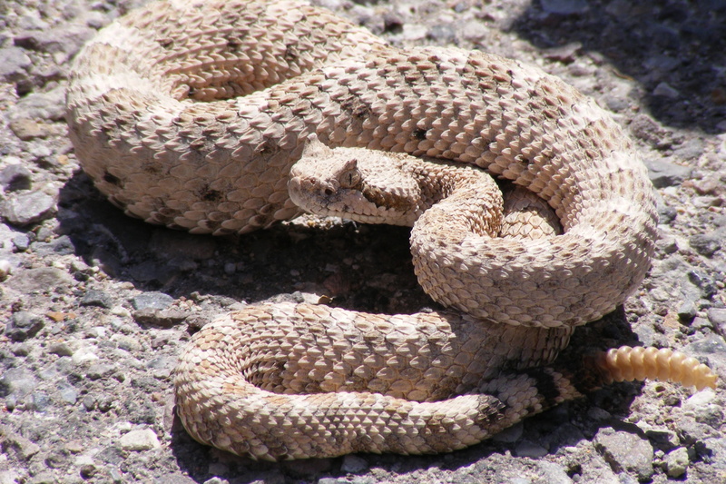 cascabel, animales, 2K, serpiente, reptil