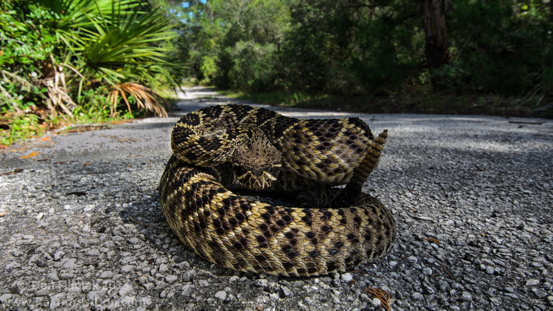 footpath, land, sofa, leopard, brown, rattlesnake, reptiles, animal, outdoors, black, 2K, day, animals in the wild, sign, nature, snake, plant, street