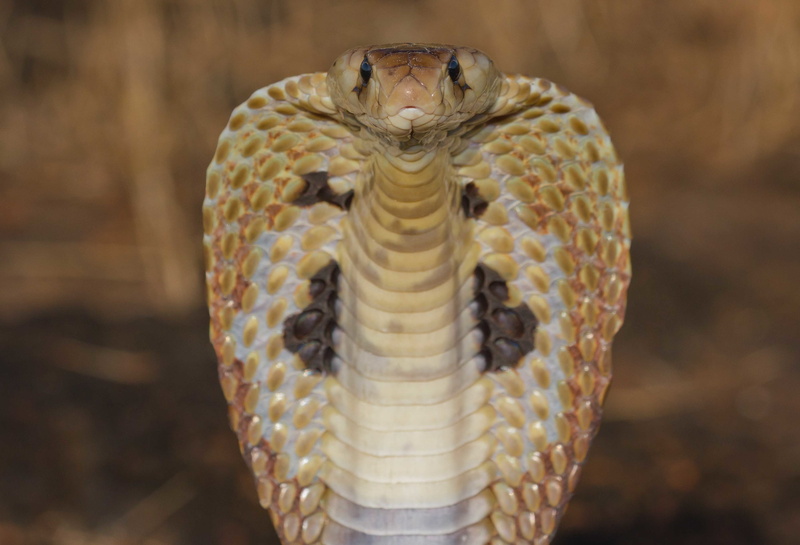 animals And Pets, bird of prey, cobra, close-up, snake, zoology, animal markings, no people, wildlife, endangered Species, natural pattern, cobra snake