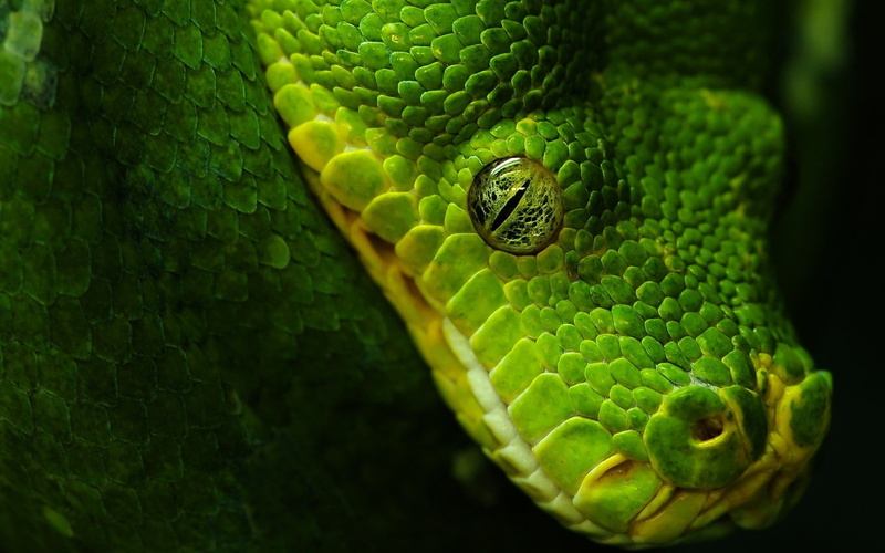 animals, reptiles, 1080P, nature, wildlife, snake