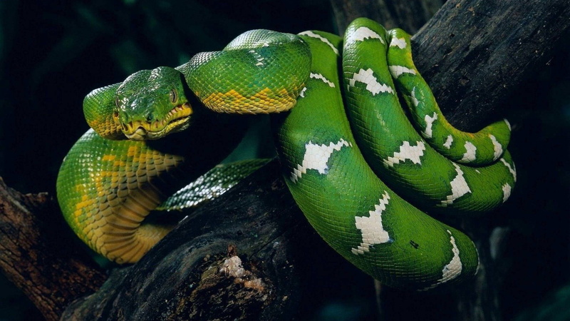 animals in the wild, rainforest, poisonous, reptile, animal body part, plant, snake, close-up, branch, focus on foreground, outdoors, animal scale, no people