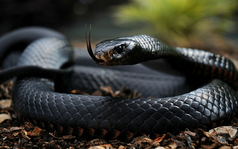 angry, dark skin, tail, wood, eyes, shining, depth of field, 1080P, snake, plants, looking away, black, reptiles