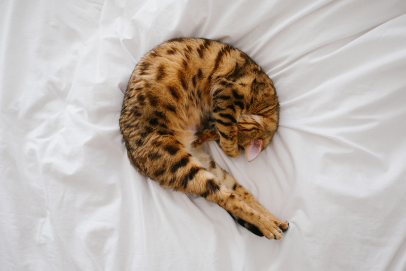 animal, domestic cat, pets, textile, one animal, vertebrate, bed, directly above, domestic, catshrimp, animal themes, cat, tired, cozy, stretching cat
