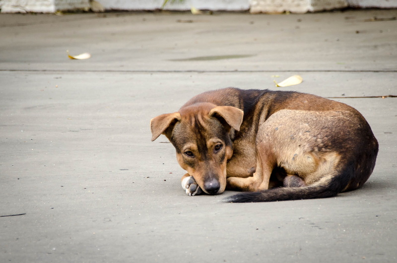 full length, group, doggy, labrador, cheerful, street, person, domestic, smile, canine, breed, looking, cute, woman, pet, young, tongue, face, animal, puppy