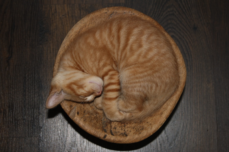 tabby, relaxation, wood - material, pets, curled, domestic animals, vertebrate, felino, gatito, animal themes, cat, kitten, sleeping, round shape, circle