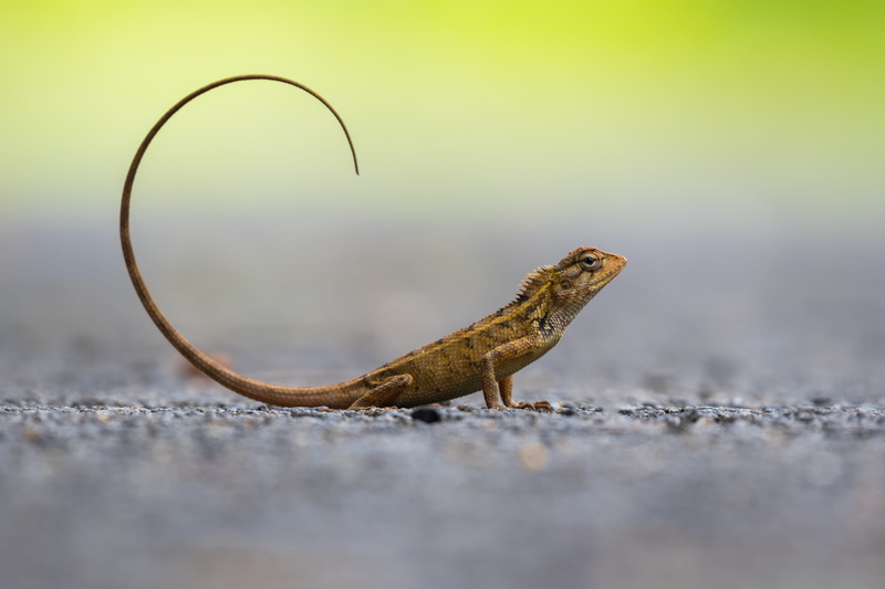 wildlife photograph, lizard, focus on foreground, outdoors, full length, forest, selective focus, animals in the wild, animal, reptile, vertebrate, iguana