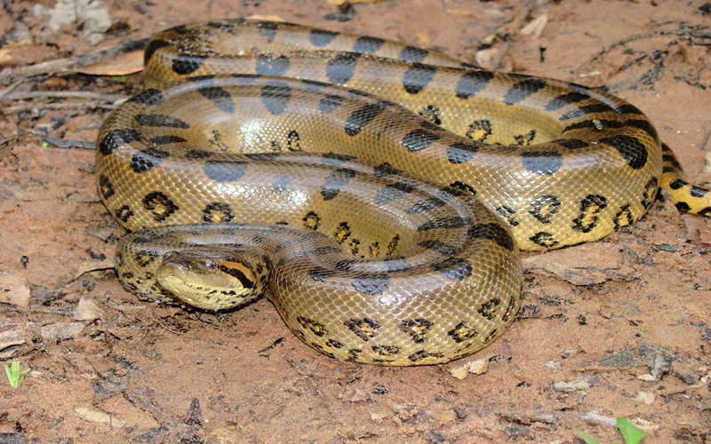 animal wildlife, animal themes, 4K, aggression, animal scale, big, animal, hd, curled up, green, vertebrate, one animal, high angle view, snake