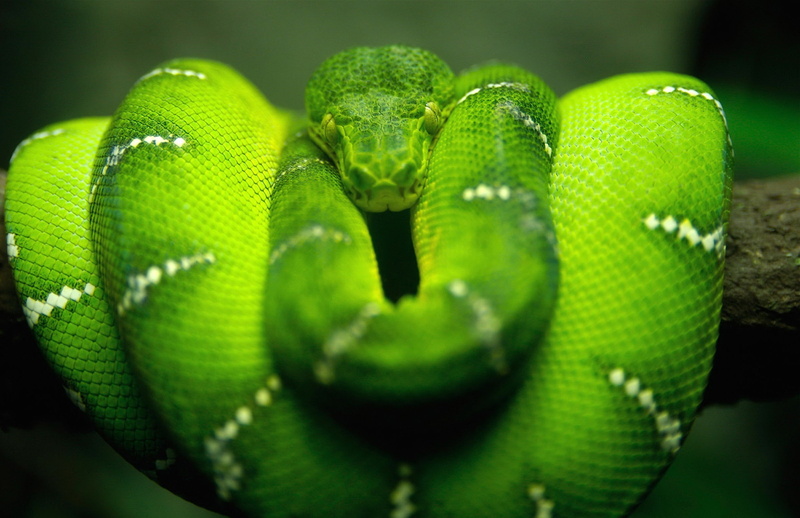 black background, green color, focus on foreground, vertebrate, snake, close-up, animal scale, warning sign, nature, curled up, animal body part, animal wildlife