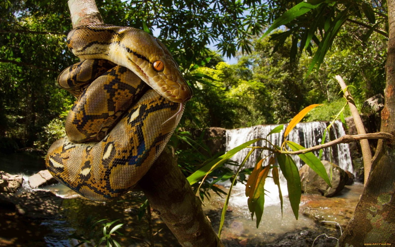 animals, wildlife, snake, 1080P, nature