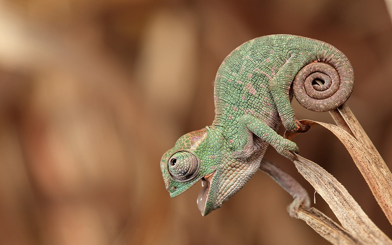 happy, reptiles, 2K, green, animals, nature, closeup, open mouth, chameleons, tail, depth of field, plants, skin
