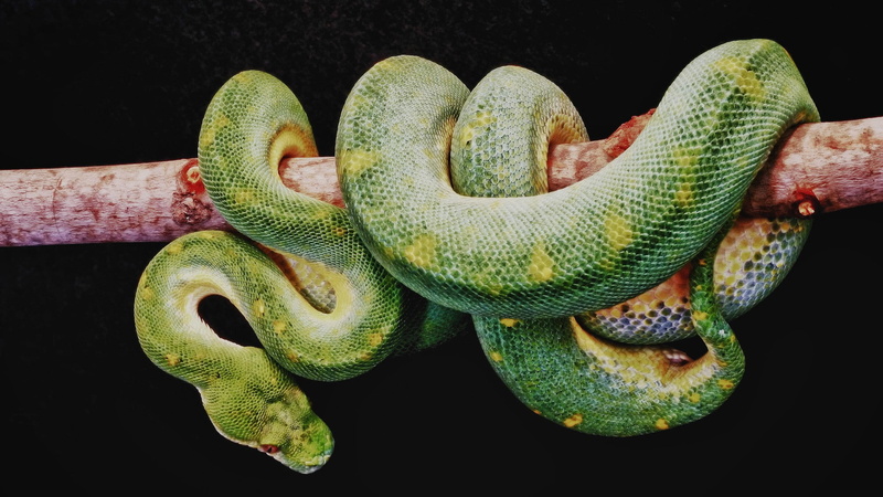 plant, animals, nature, animal themes, close-up, snake, animal body part, black background, 1080P, one animal, branch, animal head, no people, reptiles