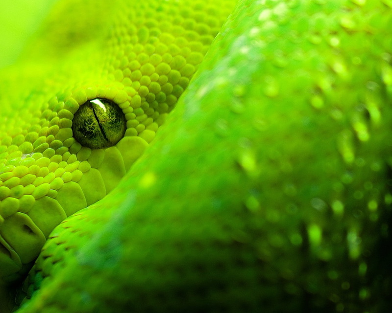 no people, rainforest, curled up, selective focus, day, vertebrate, nature, snake, animal eye, animal body part, beauty in nature, 720P, reptile, one animal