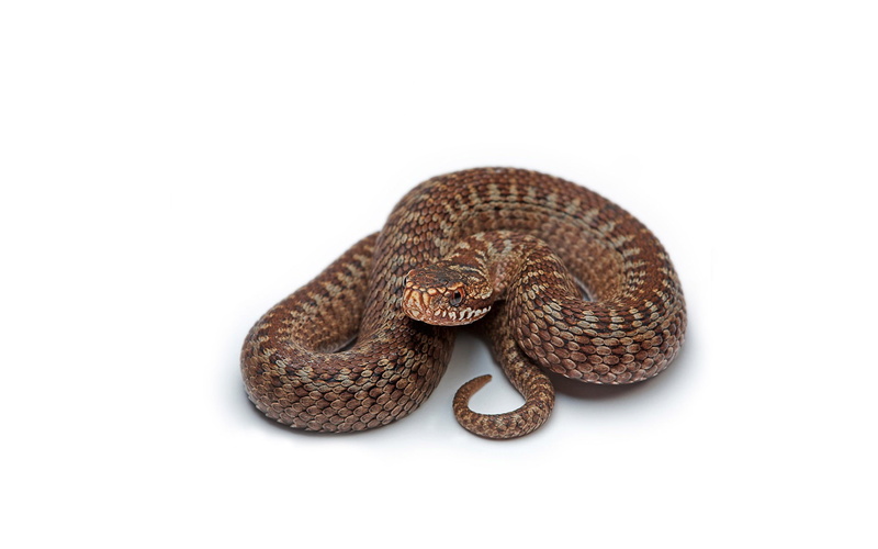 1080P, animal wildlife, curled up, snake, white background, animal themes, poisonous, reptile, indoors, studio shot, vertebrate, cut out, reptiles, no people