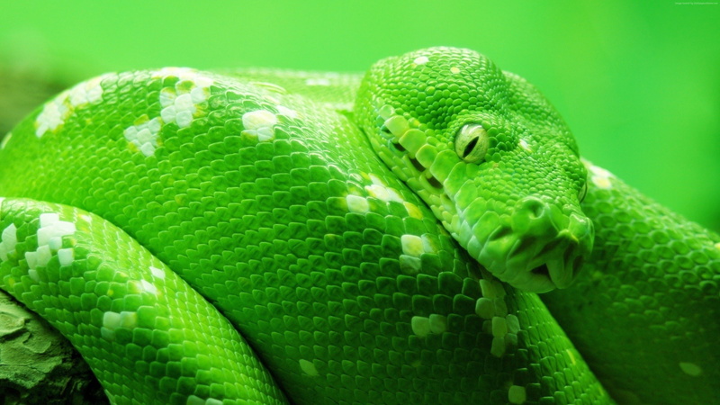 day, no people, animal, reptile, curled up, poisonous, animals in the wild, 4K, animal themes, green color, animal skin, animal head, lizard, 4K, one animal