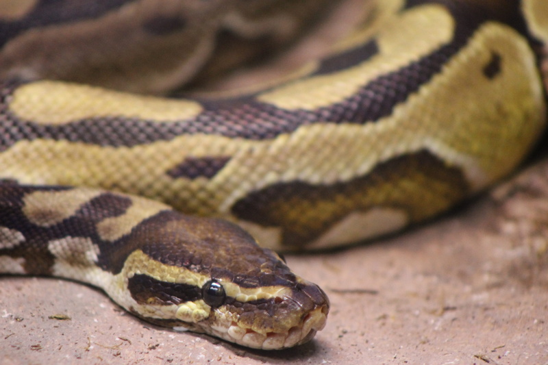 toronto, terrarium, animal, 4K, no people, animal themes, animal wildlife, spotted, curled up, warning sign, toronto zoo, ball python, animal eye, scale