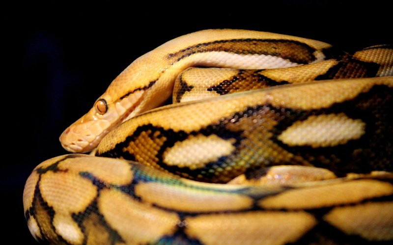 one animal, python, animal, animal wildlife, reticulated, reptile, resting, stalking, stripes, animal scale, close-up, curled up, studio shot, portrait