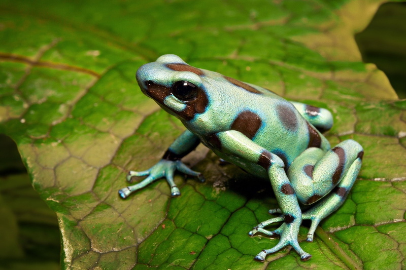 1080P, Poison dart frog, Frogs