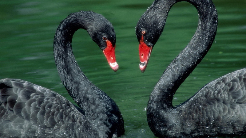  desktop, animal head, water bird, pair, swans, water, red, black swan, animal body part, beak, black color, day, nature, black, phones, no people
