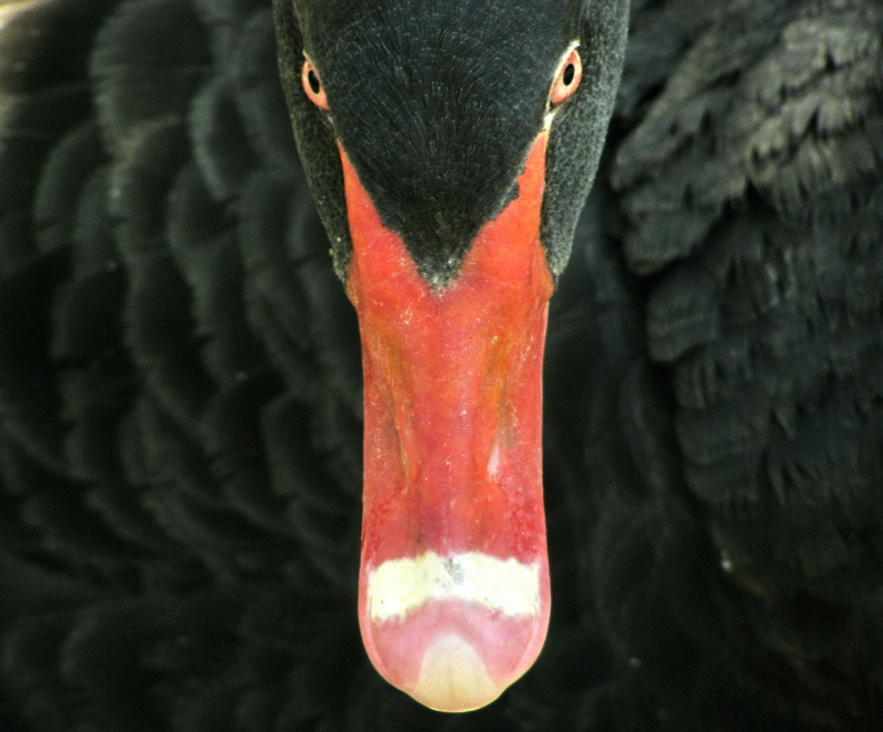 animal neck, animal wildlife, nature, bird, day, animal themes, close-up, vertebrate, geese, animal head, focus on foreground, red, no people, beak, 2K