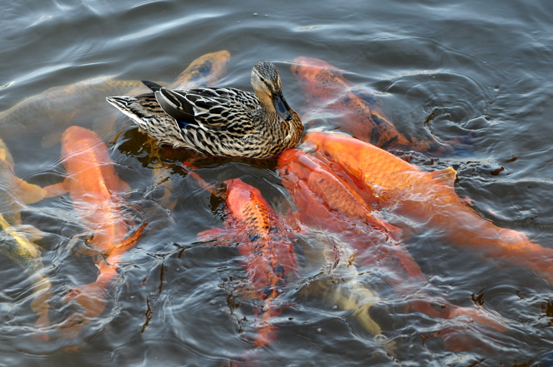 nature, carp, day, pond, waterfront, fish thick, school of fish, lake, Wet, one animal, animal wildlife, animal, swimming Animal, bird, group of animals