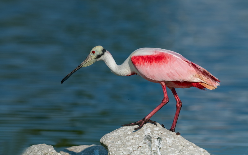 beauty in nature, lake, animal wildlife, focus on foreground, outdoors, one animal, nature, animals in the wild, water, day, rock, quest, solid, animal themes
