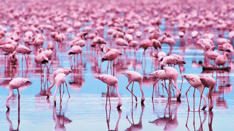 nature, animal, animals in the wild, water, large group of animals, freshwater bird, bird, 1080P, pink color, colony, beauty in nature, wading, group of animals