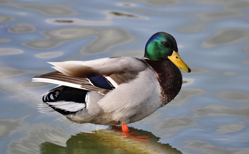 bird, vertebrate, waterfront, freshwater bird, beak, duck, day, nature, 4K, animal wildlife, no people, water, one animal, mallard duck, animal themes