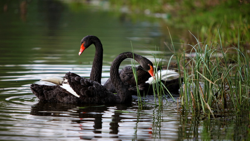 2K, day, nature, elegance, water, swimming, beauty In Nature, animal family, animals In The Wild, water Bird, freshwater bird, beak, grass, animal themes