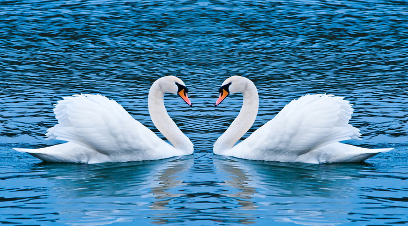 Love, nature, Swans, swan, white color, animal, cygnet, white, lake, water bird, animals in the wild, day, floating on water, outdoors, two, mute swan