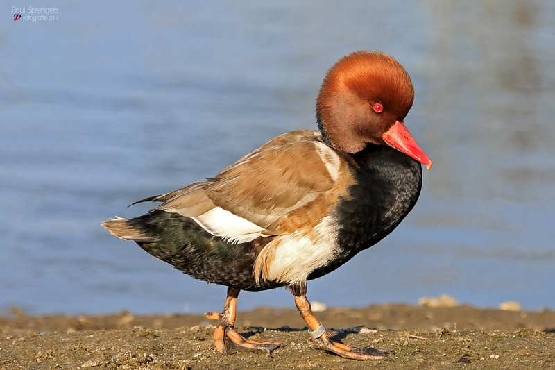 focus on foreground, 2K, outdoors, animal wildlife, beak, no people, full length, beach, lakeshore, standing, day, close-up, water, one animal, freshwater bird
