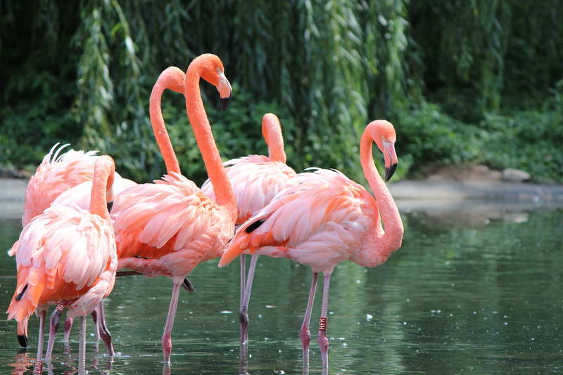 animal themes, flamingos, plumage, day, orange color, nature, focus on foreground, animal world, no people, pink color, animal neck, animals in the wild
