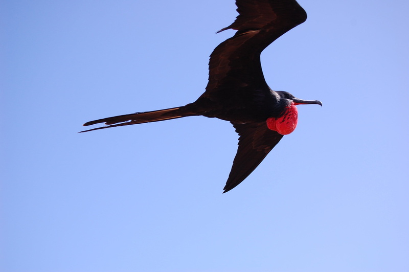 outdoors, animal, clouds, nature, wings, animal neck, one animal, animal themes, clear sky, blue, male, animal wildlife, day, black color, beak, sky, copy space