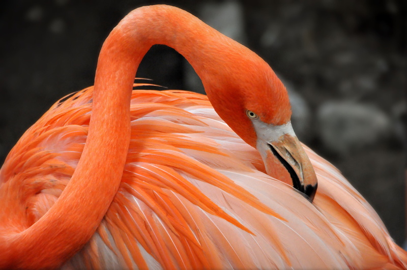 freshwater bird, 4K, vertebrate, animal head, flamingo, Flamingo bird, animal eye, nature, water, feather, bird, animal themes, animal, one animal, no people